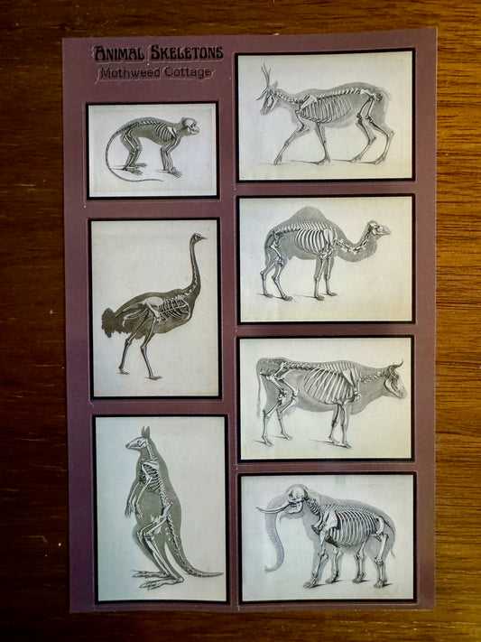 Antique animal skeleton sticker sheet