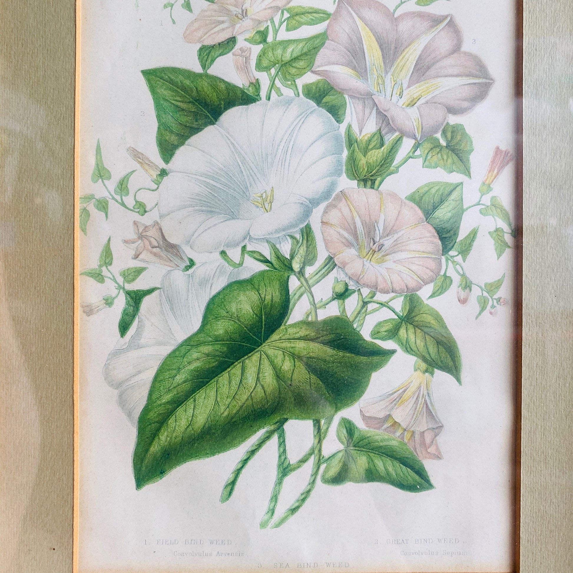 Vintage bindweed print. Antique botanical illustration in wood frame. Dark academia home decor wall hanging. Gift for botanist, green witch