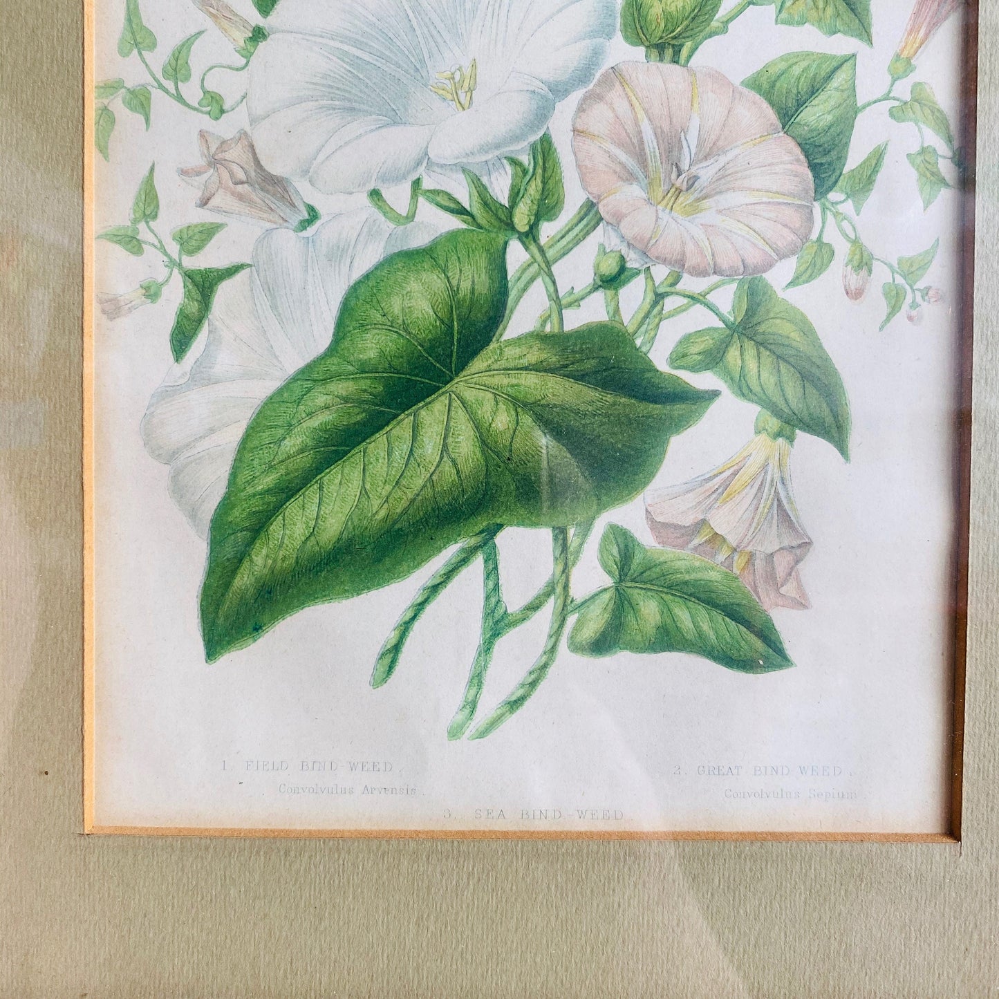 Vintage bindweed print. Antique botanical illustration in wood frame. Dark academia home decor wall hanging. Gift for botanist, green witch